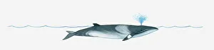 Illustration of Minke Whale (Balaenoptera) using blowhole on surface of water Illustration of Minke Whale (Balaenoptera) using blowhole on surface of water