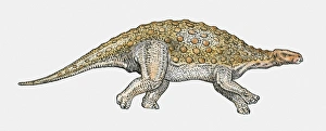 Illustration of Minmi ankylosaurian dinosaur Illustration of Minmi ankylosaurian dinosaur