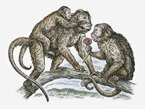 Illustration of monkey family on tree branch Illustration of monkey family on tree branch