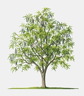 Illustration of Moringa oleifera (Ben Oil), tree with edible fruits and leaves also used in herbal m Illustration of Moringa oleifera (Ben Oil), tree with edible fruits and leaves also used in herbal m