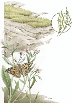 Illustration of mud and grass marsh with close up of Painted Lady (Vanessa cardui Illustration of mud and grass marsh with close up of Painted Lady (Vanessa cardui