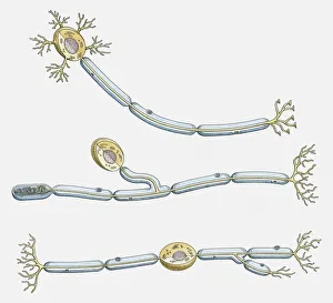 Illustration of multipolar, unipolar, and bipolar neuron Illustration of multipolar, unipolar, and bipolar neuron