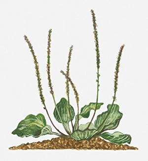 Illustration of Musa paradisiaca (Plantain) with tall flower sipkes and variegated leaves Illustration of Musa paradisiaca (Plantain) with tall flower sipkes and variegated leaves