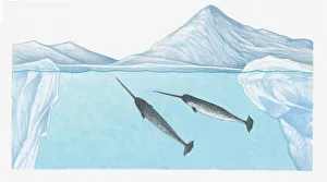 Illustration of Narwhals (Monodon monoceros) in freezing waters of the high Arctic very close to the North Pole Illustration of Narwhals (Monodon monoceros) in freezing waters of the high Arctic very close to the North Pole
