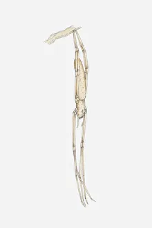 Illustration of a Net-catching spider (Deinopis sp.) hanging upside down from a branch Illustration of a Net-catching spider (Deinopis sp.) hanging upside down from a branch