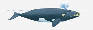 Illustration of North Pacific Right Whale (Eubalaena japonica) near surface of water showing two blowholes on top of Illustration of North Pacific Right Whale (Eubalaena japonica) near surface of water showing two blowholes on top of