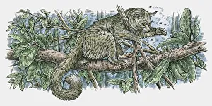 Illustration of Northern Greater Galago (Otolemur garnettii) catching insects as it stands on branch Illustration of Northern Greater Galago (Otolemur garnettii) catching insects as it stands on branch