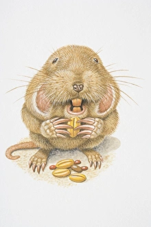 Illustration, Northern Pocket Gopher (Thomomys talpoides) nibbling on a grain, front view Illustration, Northern Pocket Gopher (Thomomys talpoides) nibbling on a grain, front view