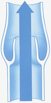Illustration of open valve with arrow showing direction of blood flow Illustration of open valve with arrow showing direction of blood flow