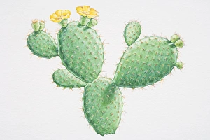 Illustration, Opuntia sp., Prickly Pear, yellow flowering cactus growing in flat rounded Illustration, Opuntia sp., Prickly Pear, yellow flowering cactus growing in flat rounded