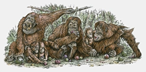 Illustration of Orang-utan family feeding on fruit Illustration of Orang-utan family feeding on fruit