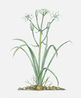Illustration of Ornithogalum umbellatum (Star-of-Bethlehem) Illustration of Ornithogalum umbellatum (Star-of-Bethlehem)