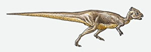 Illustration of Pachycephalosaurus pachycephalosaurid Illustration of Pachycephalosaurus pachycephalosaurid