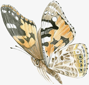 Illustration of Painted Lady butterfly (Vanessa cardui), flying showing natural pattern on wings Illustration of Painted Lady butterfly (Vanessa cardui), flying showing natural pattern on wings