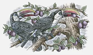 Illustration of pair of White-throated Toucan (Ramphastos tucanus) perching on branch feeding on fru Illustration of pair of White-throated Toucan (Ramphastos tucanus) perching on branch feeding on fru