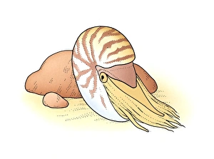 Illustration of Palau Nautilus (Nautilus belauensis) emerging from shell on sand near rock Illustration of Palau Nautilus (Nautilus belauensis) emerging from shell on sand near rock