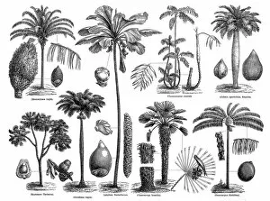Images Dated 22nd March 2017: Palms
