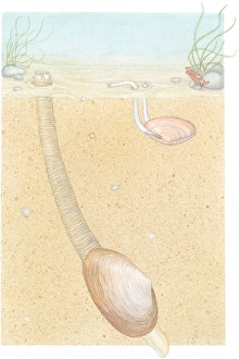 Illustration of Peppery Furrow Shell (Scrobicularia plana), also known as Sand Gaper Illustration of Peppery Furrow Shell (Scrobicularia plana), also known as Sand Gaper