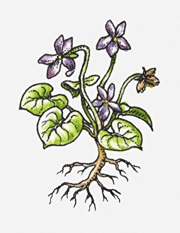 Illustration of plant with purple flowers, green leaves and exposed roots Illustration of plant with purple flowers, green leaves and exposed roots