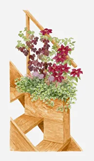 Illustration of plants in container at the edge of a set of steps, including Vitis vinifera 'Purpurea', Allium karataviense and Plectranthus forsteri 'Marginatus' Illustration of plants in container at the edge of a set of steps, including Vitis vinifera 'Purpurea', Allium karataviense and Plectranthus forsteri 'Marginatus'