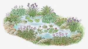 Illustration of plants growing in and surrounding garden pond Illustration of plants growing in and surrounding garden pond