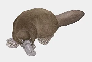 Illustration of Platypus (Ornithorhynchus anatinus) Illustration of Platypus (Ornithorhynchus anatinus)