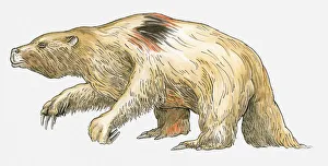Illustration of a Pleistocene Placental (Megatherium americanum), an early mammal Illustration of a Pleistocene Placental (Megatherium americanum), an early mammal
