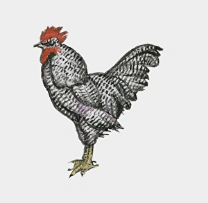 Illustration of Plymouth Rock chicken also known as Barred Rocks Illustration of Plymouth Rock chicken also known as Barred Rocks