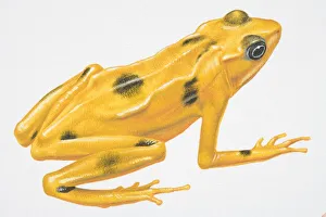 Illustration, Poison-dart Frog (Dendrobatidae), yellow with black spots, side view Illustration, Poison-dart Frog (Dendrobatidae), yellow with black spots, side view