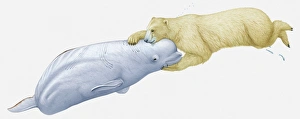 Illustration of polar bear attacking a Beluga whale Illustration of polar bear attacking a Beluga whale