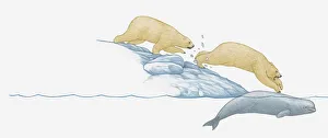 Illustration of polar bear jumping from ice pack onto beluga whale trapped under the ice Illustration of polar bear jumping from ice pack onto beluga whale trapped under the ice