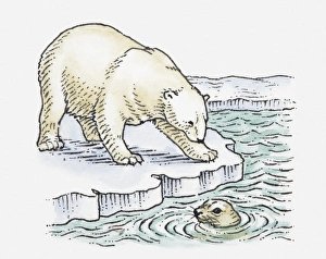 Illustration of polar bear looking at seal in water Illustration of polar bear looking at seal in water