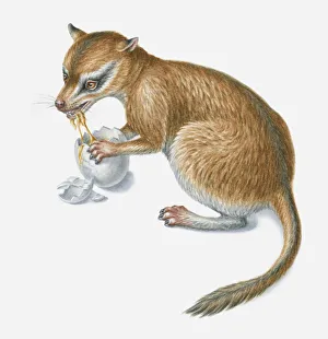 Illustration of a prehistoric ominivorous mammal eating a dinosaurs egg Illustration of a prehistoric ominivorous mammal eating a dinosaurs egg