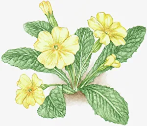 Illustration of Primula veris (Cowslip), with yellow flowers and green leaves Illustration of Primula veris (Cowslip), with yellow flowers and green leaves