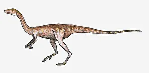 Illustration of Procompsognathus theropod dinosaur Illustration of Procompsognathus theropod dinosaur