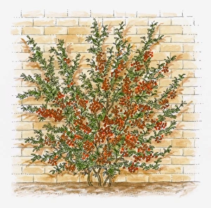Illustration of Pyracantha bush growing against brick wall showing red berry-like pomes Illustration of Pyracantha bush growing against brick wall showing red berry-like pomes