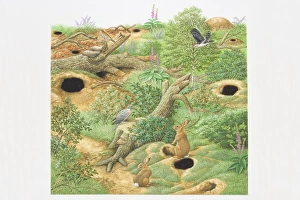 Illustration, Rabbits and Birds inhabiting woodland scene with green vegetation Illustration, Rabbits and Birds inhabiting woodland scene with green vegetation