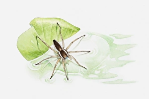 Illustration of a Raft spider (Dolomedes fimbriatus) on a leaf floating in a pond Illustration of a Raft spider (Dolomedes fimbriatus) on a leaf floating in a pond