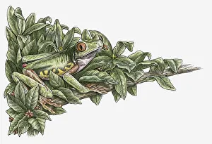 Illustration of Red-eyed Tree Frog (Agalychnis callidryas) camouflaged in leaves on branch Illustration of Red-eyed Tree Frog (Agalychnis callidryas) camouflaged in leaves on branch