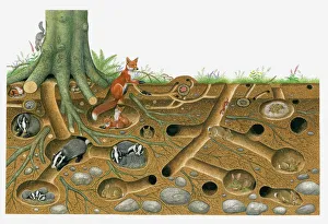 Illustration of Red Fox and European Badger living and breeding in burrow system with stoat and rabbits Illustration of Red Fox and European Badger living and breeding in burrow system with stoat and rabbits