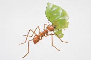Illustration, red Leafcutter Ant (Atta sp.) carrying partially eaten leaf in its mouth, side view Illustration, red Leafcutter Ant (Atta sp.) carrying partially eaten leaf in its mouth, side view