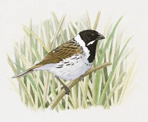 Illustration of a Reed Bunting (Emberiza schoeniclus) perching on thin reed Illustration of a Reed Bunting (Emberiza schoeniclus) perching on thin reed