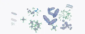 Illustration of response to infection after vaccination, involving microbe, antigens, antibody, plas Illustration of response to infection after vaccination, involving microbe, antigens, antibody, plas