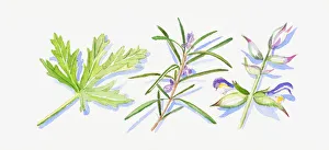 Illustration of rosemary and clary sage leaves and flowers on stem, and green geranium leaf Illustration of rosemary and clary sage leaves and flowers on stem, and green geranium leaf