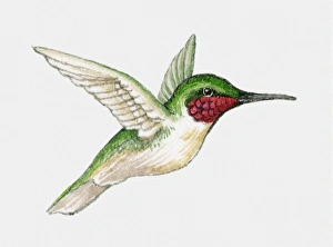 Illustration of a Ruby-throated hummingbird (Archilochus colubris) in flight, side view Illustration of a Ruby-throated hummingbird (Archilochus colubris) in flight, side view