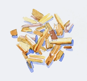 Illustration of Santalum (Sandalwood), wood chips Illustration of Santalum (Sandalwood), wood chips
