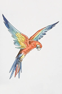 Illustration, Scarlet Macaw (ara macao) with wings outspread, side view Illustration, Scarlet Macaw (ara macao) with wings outspread, side view