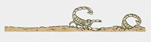Illustration of scorpion behind scorpion hiding in sand Illustration of scorpion behind scorpion hiding in sand
