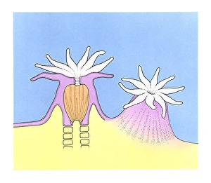 Illustration of Sea Anemone (Actiniaria) and cross section Illustration of Sea Anemone (Actiniaria) and cross section