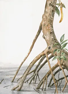 Illustration of seed hanging from mangrove tree rooted in muddy swamp Illustration of seed hanging from mangrove tree rooted in muddy swamp